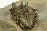 Amazing Tower Eyed Erbenochile Trilobite - Morocco #344461-4